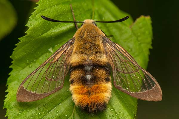 Fruczak trutniowiec (Hemaris tityus)