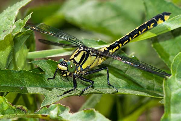 Gadziogłówka pospolita (Gomphus vulgatissimus)