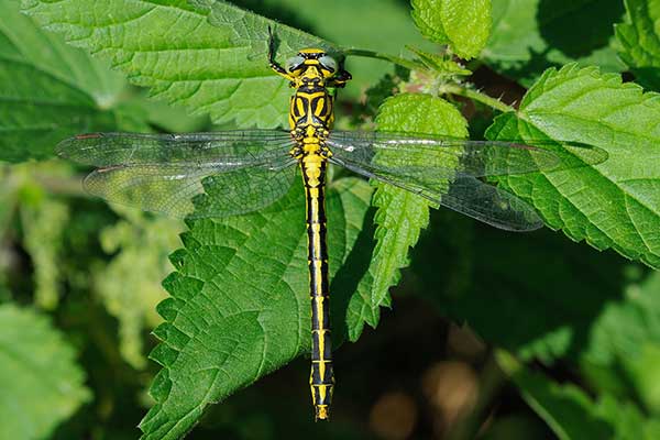 Gadziogłówka żółtonoga (Gomphus flavipes)