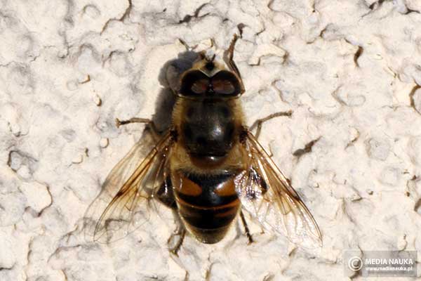 Gnojka trutniowata, gnojka wytrwała (Eristalis tenax)