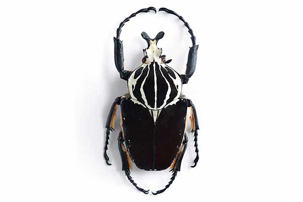 (Goliathus goliathus)