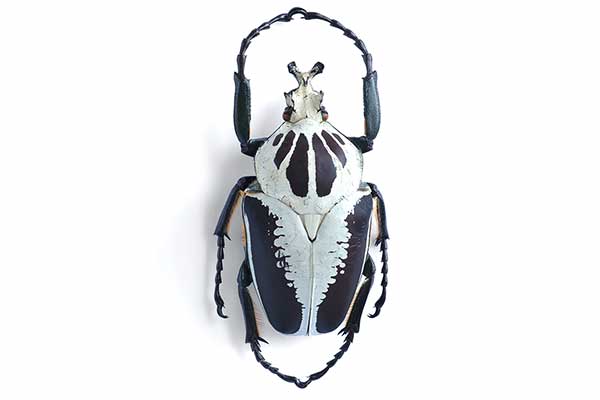 (Goliathus regius)