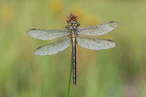 (Gomphus pulchellus)