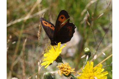 Górówka boruta (Erebia ligea)