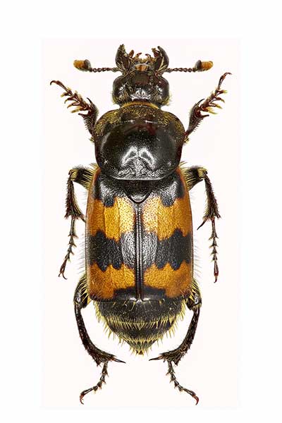 Grabarz pospolity (Nicrophorus vespillo)