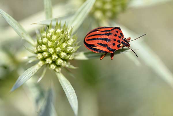  (Graphosoma semipunctatum)