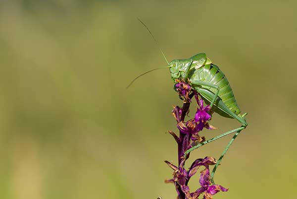 Grubosz (Polysarcus denticauda)