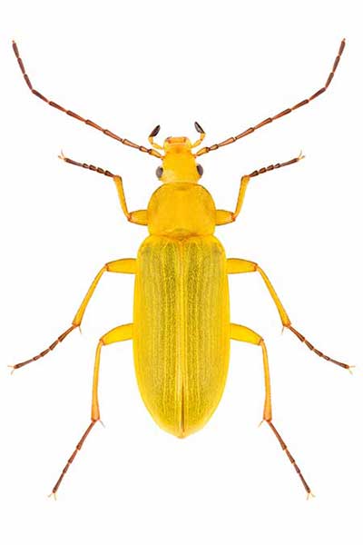 Grzebyczak siarkowy (Cteniopus sulphureus)