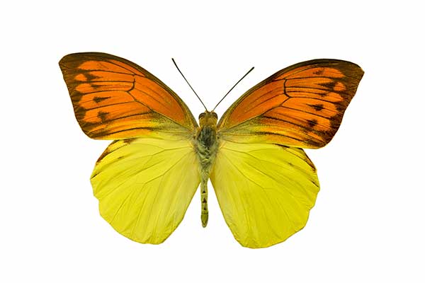 (Hebomoia leucippe)