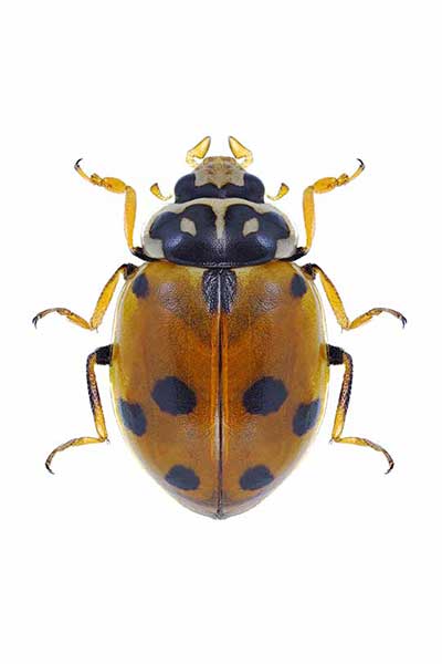 (Hippodamia variegata)