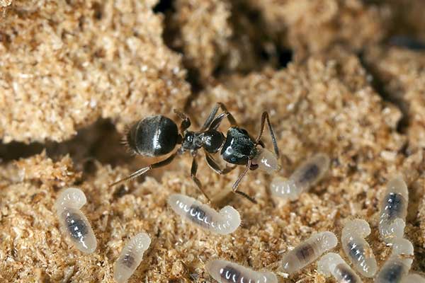 Hurtnica pospolita (Lasius niger)