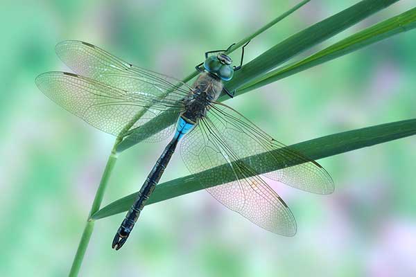 Husarz ciemny (Anax parthenope)