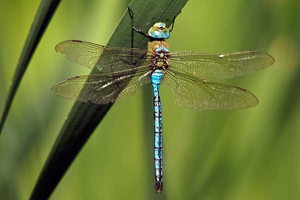 Husarz władca (Anax imperator)