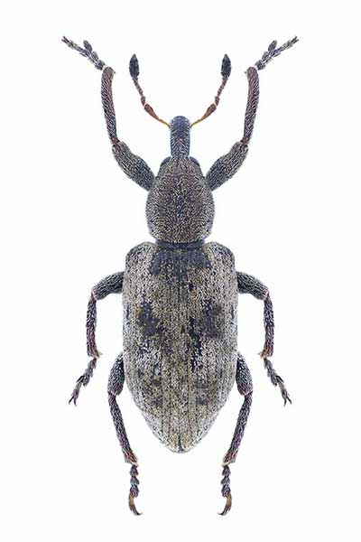 (Hypera adspersa)
