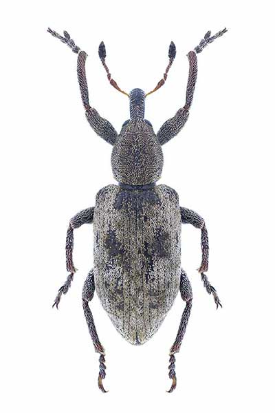  (Hypera adspersa)