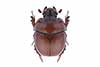 Bolbelasmus unicornis