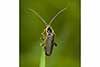 Cantharis nigricans