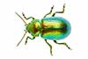 Chrysolina graminis