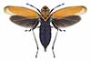 Cicada bothrogonia