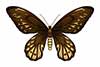 Ornithoptera alexandrae