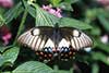 Papilio aegeus