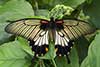 Papilio lowi