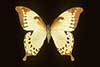 Papilio nobilis