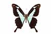 Papilio phorcas