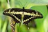 Papilio thoas