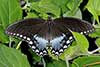 Papilio troilus