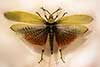 Phymateus leprosus