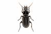 Pterostichus melanarius