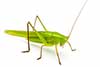 Ruspolia nitidula