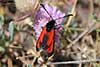 Zygaena minos