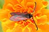 Zygaena osterodensis