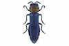 Agrilus pratensis