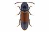 Ampedus balteatus
