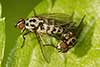 Anthomyia pluvialis