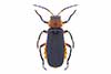 Cantharis rustica