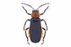 Cantharis rustica