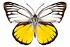 Cepora aspasia