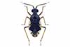 Chartoscirta elegantula