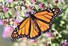 Motyl monarcha, danaid wędrowny