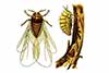 Filoksera winiec