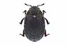 Morychus aeneus