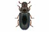 Neomida haemorrhoidalis