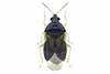 Orius agilis