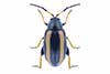 Phyllotreta nemorum