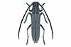 Phytoecia nigricornis