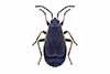 Pyrrhocoris marginatus